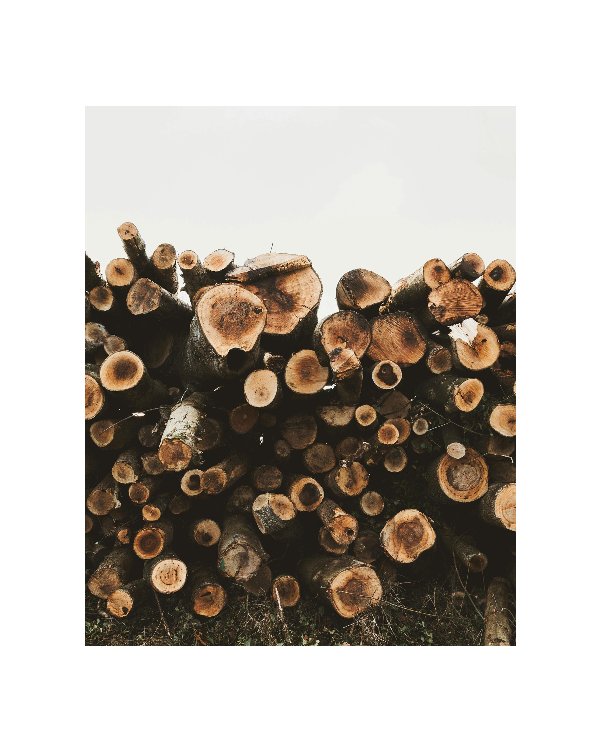 fallen trees that generates sawdust in forest industries